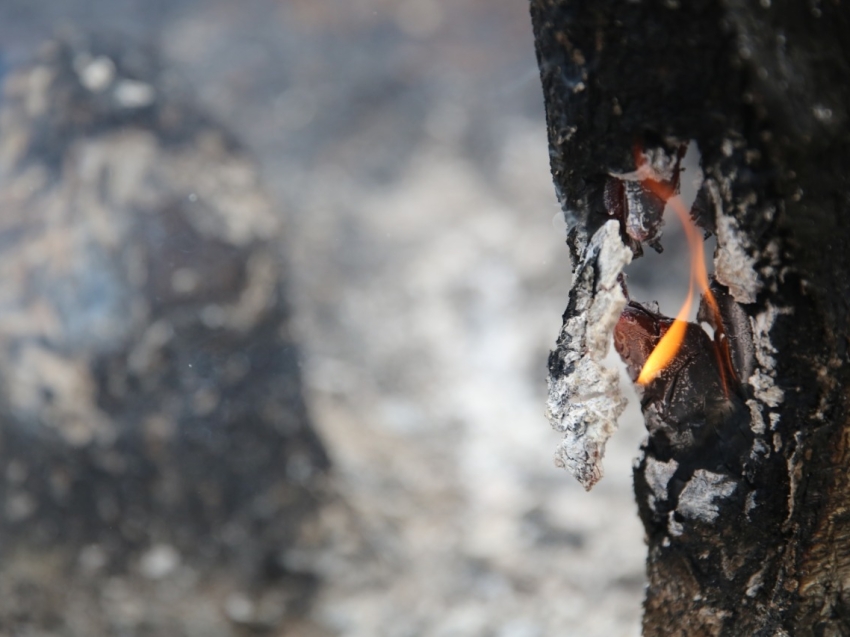Установлена причина лесного пожара в Читинском районе